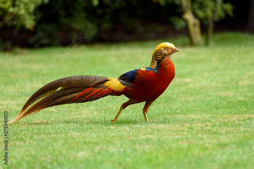 Fotografía Colorful Golden pheasant in park