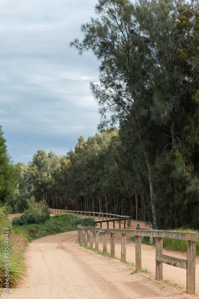 An empty dirt path with line of trees on it's side. An empty dirt path with line of trees on it's side.