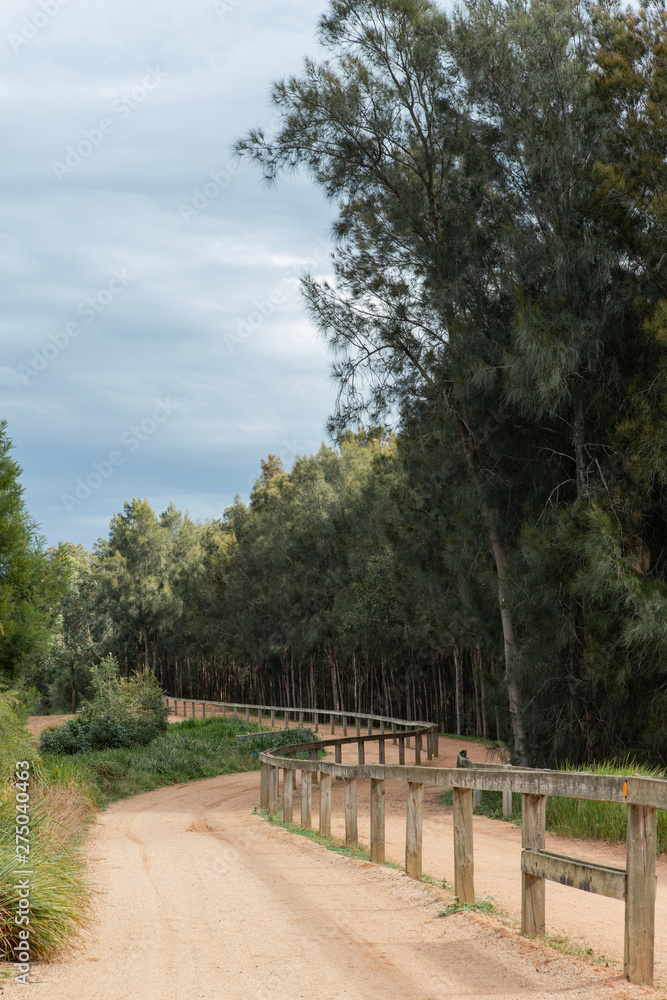 An empty dirt path with line of trees on it's side.