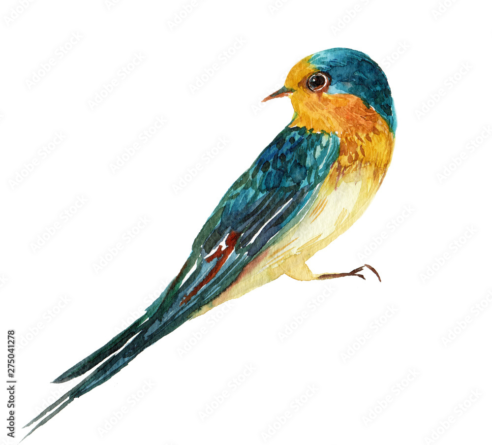 Swallow bird watercolor illustration on isolated white background Swallow bird watercolor illustration on isolated white background