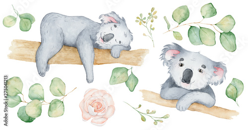 Photography Koala bear cute animal character watercolor illustration