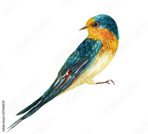 Swallow bird watercolor illustration on isolated white background © Nikolai