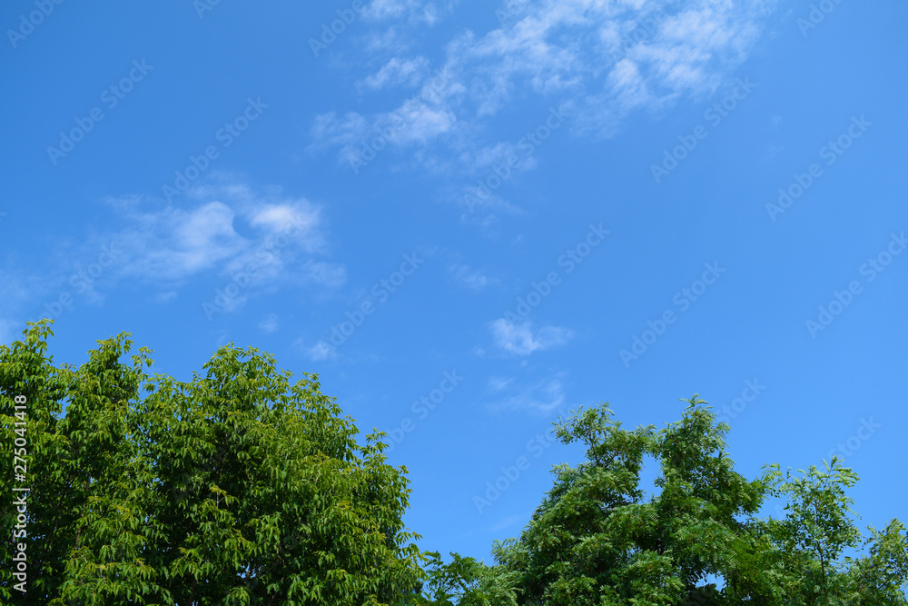 Bottom view of green foliage and blue sky.