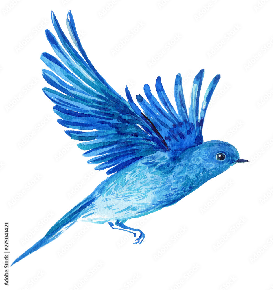 Obraz premium Blue bird in flight watercolor Illustration on isolated white background