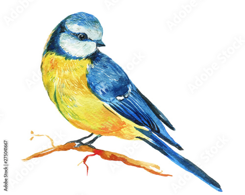 Canvas Print Titmouse bird watercolor