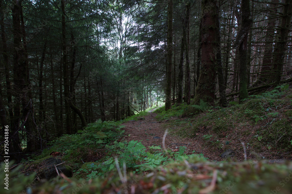 Obraz premium Travel to Norway, a path in a dense forest with moss and ferns