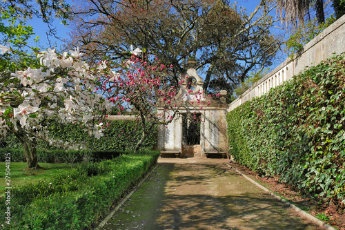Magnolia tree blooms in the Coimbra University garden in Portugal in spring