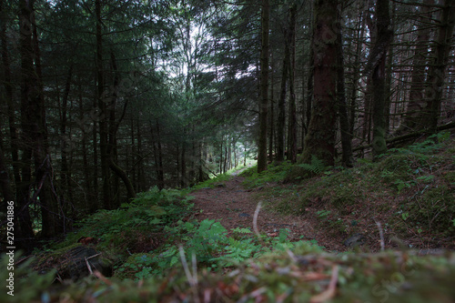 Travel to Norway, a path in a dense forest with moss and ferns