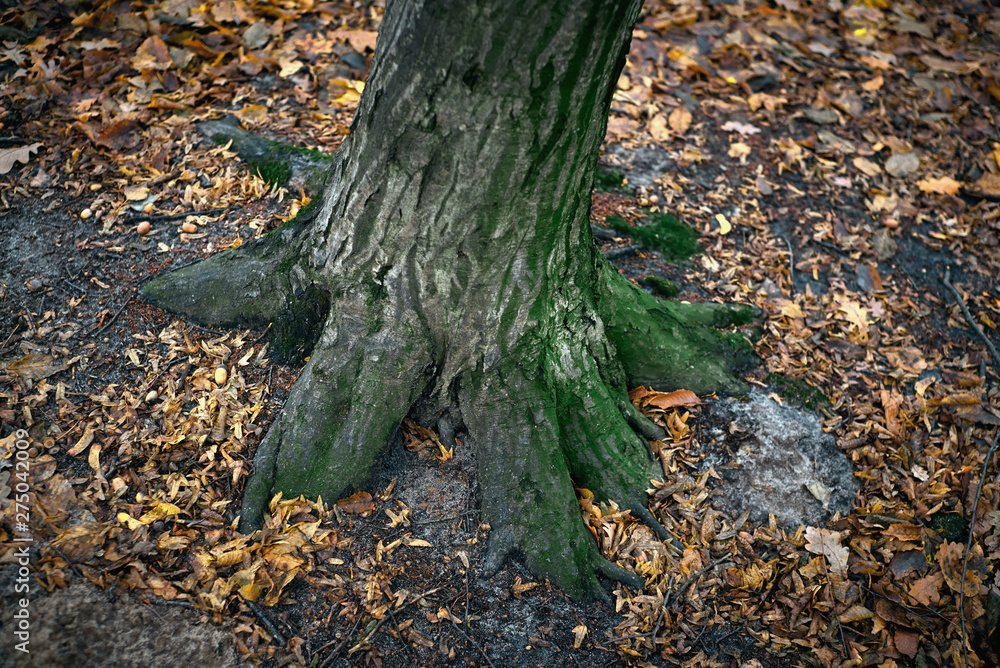 tree trunk with moss in the autumn forest