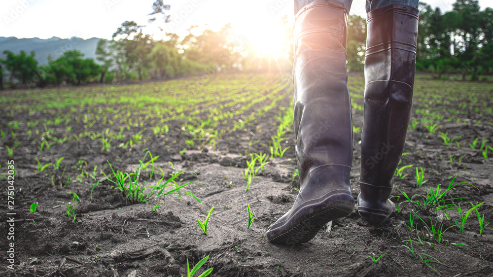 Farmer in rubber boots walking in the cornfield at sunset. agricultural concept. - obrazy, fototapety, plakaty 