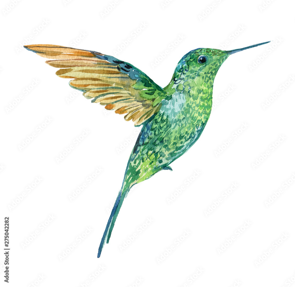 Hummingbird in flight watercolor illustration on isolated white background Hummingbird in flight watercolor illustration on isolated white background