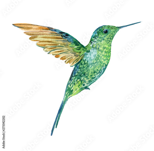 Hummingbird in flight watercolor illustration on isolated white background