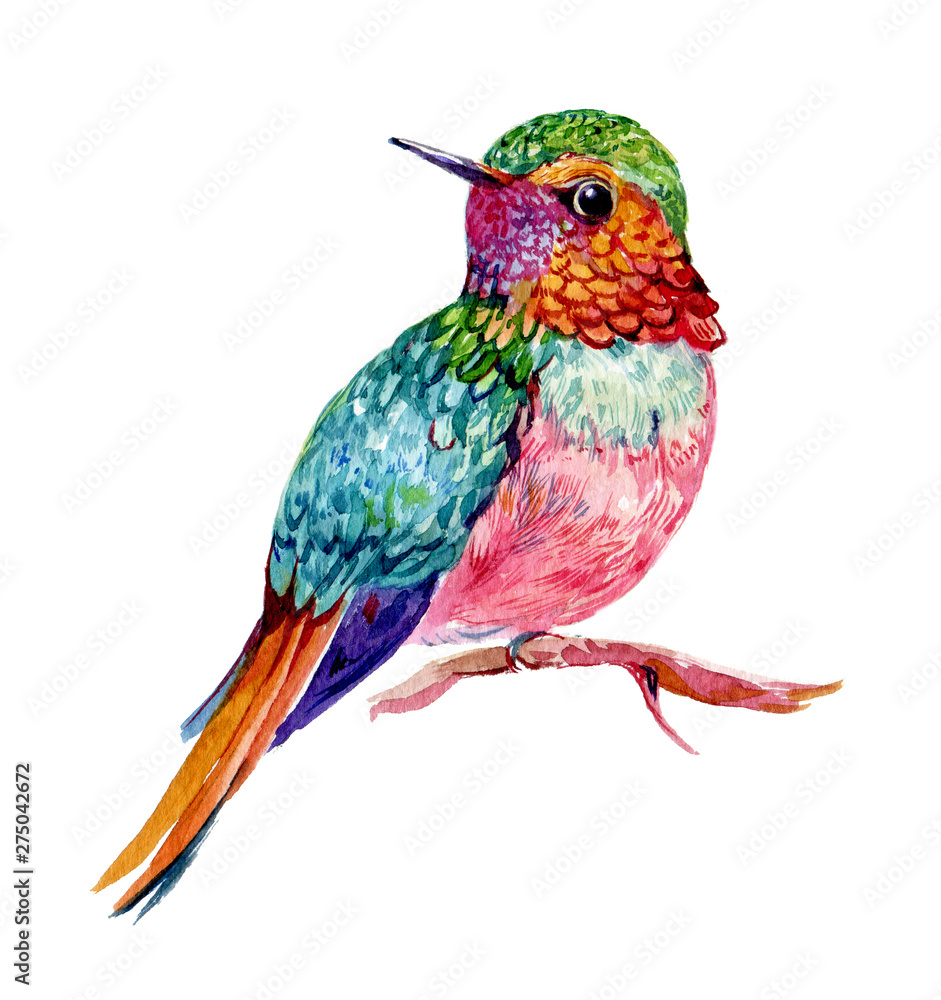 Fototapeta premium Hummingbird watercolor illustration on isolated white background