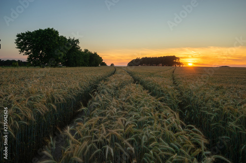 field of ripening grain near the forest during sunset