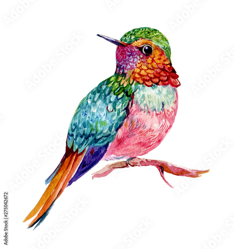 Hummingbird watercolor illustration on isolated white background