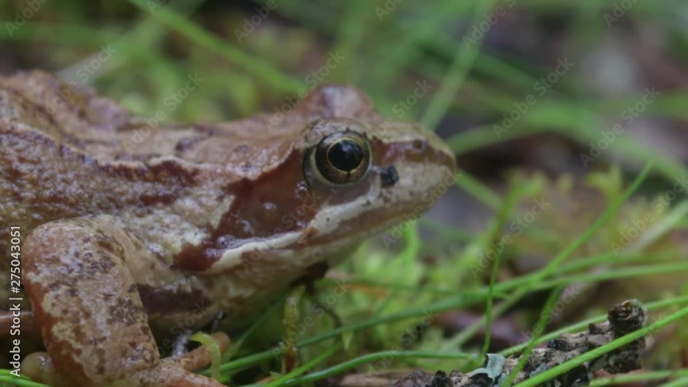 Frog on the ground in the grass Frog on the ground in the grass