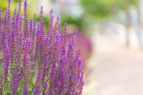 Outdoor spring  blooming lavender and bee   Salvia nemorosa