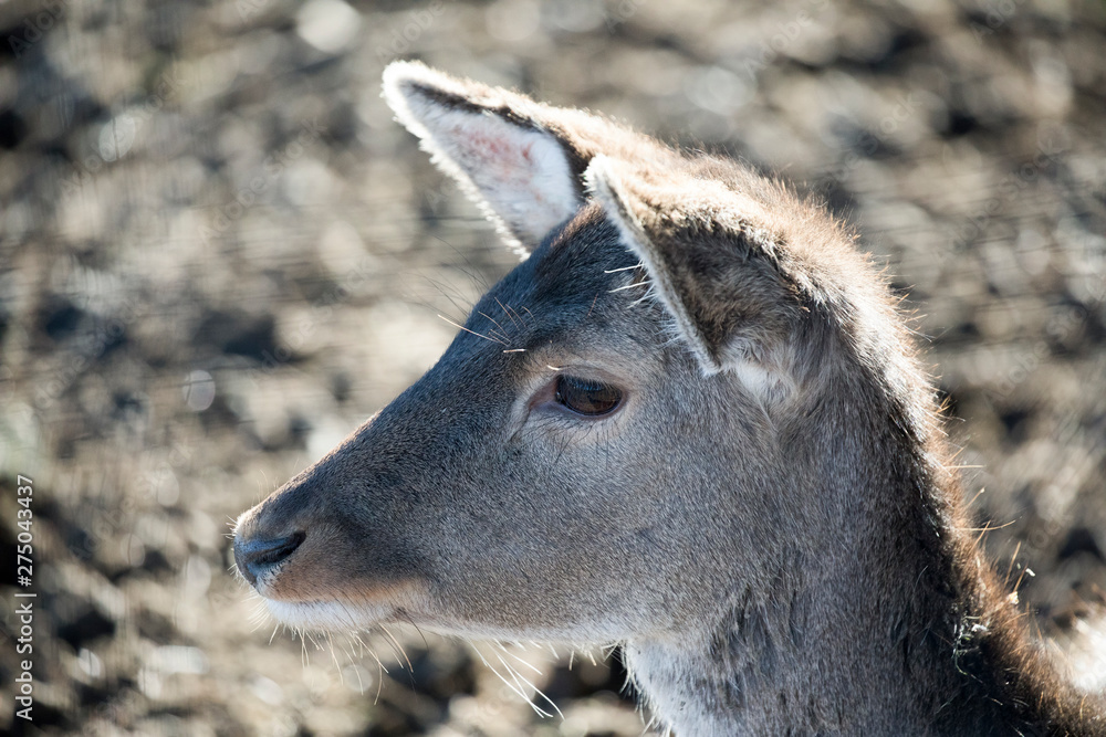 Animal portrait of fallow deer Animal portrait of fallow deer