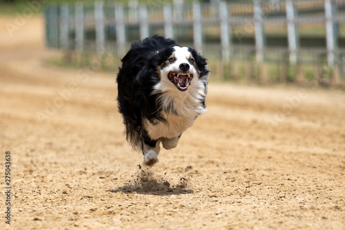 Ein freigestellter Border Collie auf der Zielgeraden bei einem Hunderennen