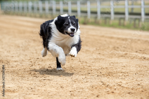 Ein freigestellter Bordercollie bei einem Hunderennen auf der Zielgeraden