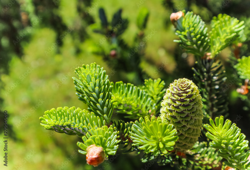 A branch of Korean fir with young cone in spring garden A branch of Korean fir with young cone in spring garden