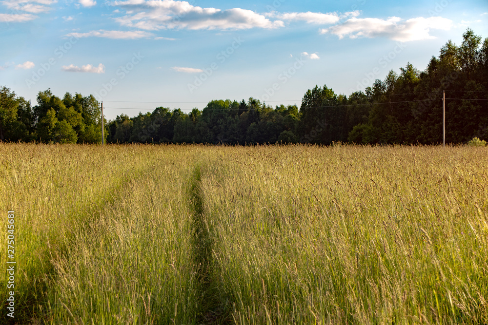 Road in the field Road in the field