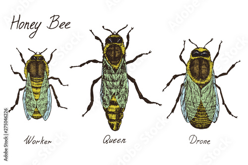 Honey bee archetypical caste specimens,  worker, queen and drone, high quality vintage engraved color illustration style, hand drawn doodle, sketch, vector with inscription