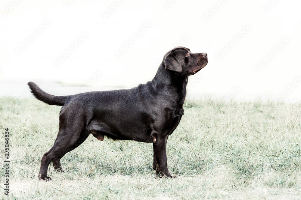 rack of a charming Labrador retriever standing on a grass on dog show rack of a charming Labrador retriever standing on a grass on dog show