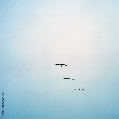 seagull flying in the blue sky