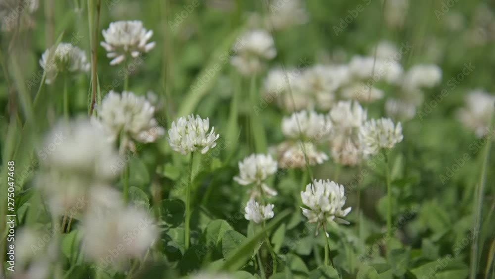 Head of White Clover flowers (Trifolium repens). Head of White Clover flowers (Trifolium repens).