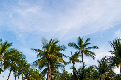palm trees and blue sky,Summer concept background.