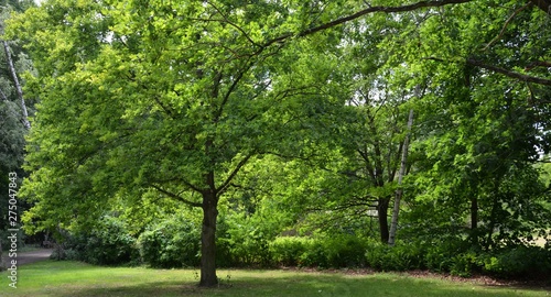 Green Impressions from the Goethe Park in Berlin-Wedding on June, 2, 2015, Germany