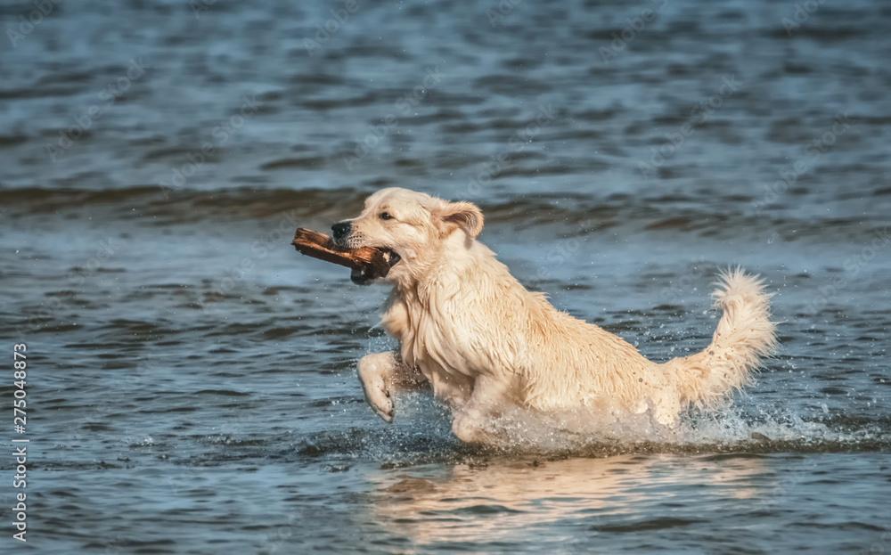 Hund hat Spaß im Wasser