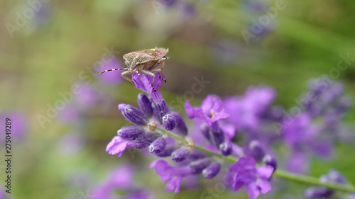 Carpocoris purpureipennis bug sits on a lavender flower