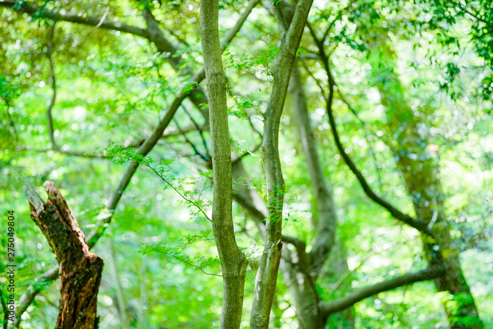 Obraz premium 緑を見上げる