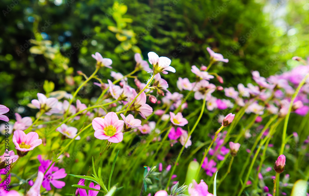 Delicate white flowers of Saxifrage mossy in spring garden