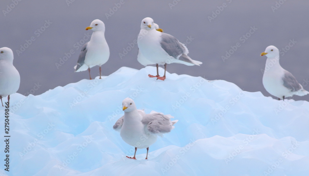 Glaucous Gull, Larus hyperboreus, bird of Greenland Glaucous Gull, Larus hyperboreus, bird of Greenland