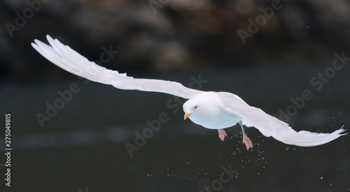 Glaucous Gull, Larus hyperboreus, bird of Greenland 