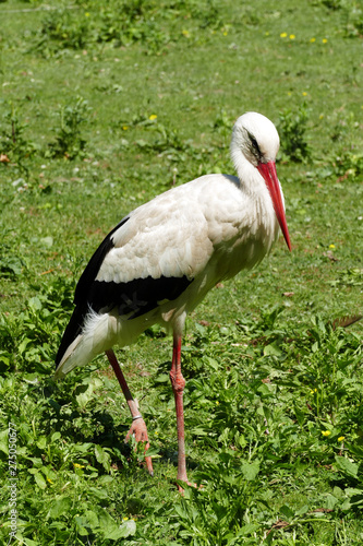Storch in Wiese