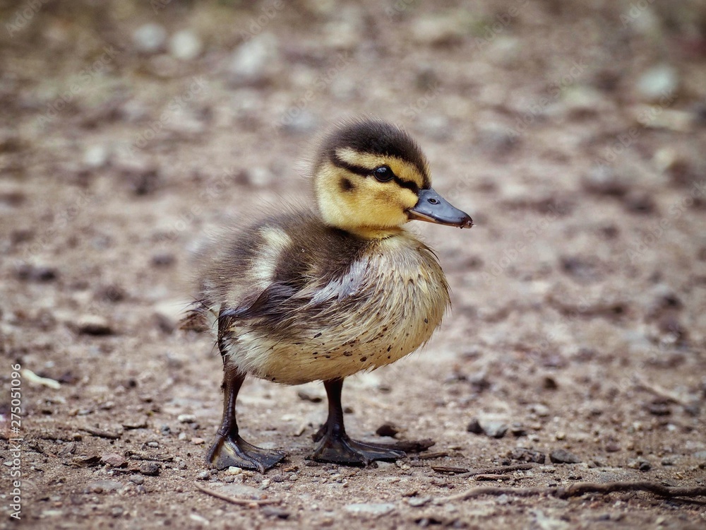 mallard duck mallard duck