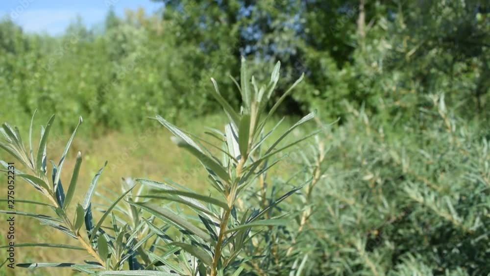 View of green foliage in motion. Nature.