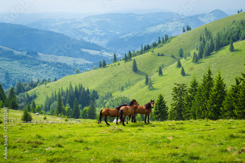 wild horses in a high mountain landscape in the romanian carpathians