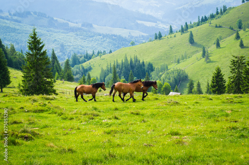 wild horses in a high mountain landscape in the romanian carpathians