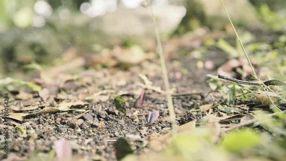 A busy ant colony (a line of tiny insects) carrying food and other stuff for the nest. Low POV, macro detail shot. A busy ant colony (a line of tiny insects) carrying food and other stuff for the nest. Low POV, macro detail shot.