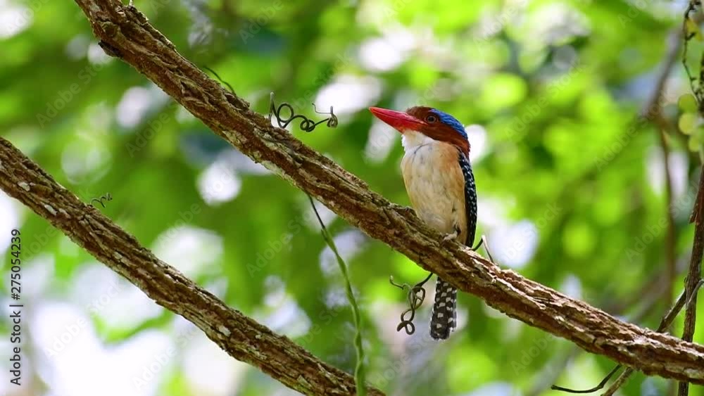 A tree kingfisher and one of the most beautiful birds found in Thailand within tropical rain-forests; the male is covered with blue feathers and the female golden-brown with band-like stripes. A tree kingfisher and one of the most beautiful birds found in Thailand within tropical rain-forests; the male is covered with blue feathers and the female golden-brown with band-like stripes.