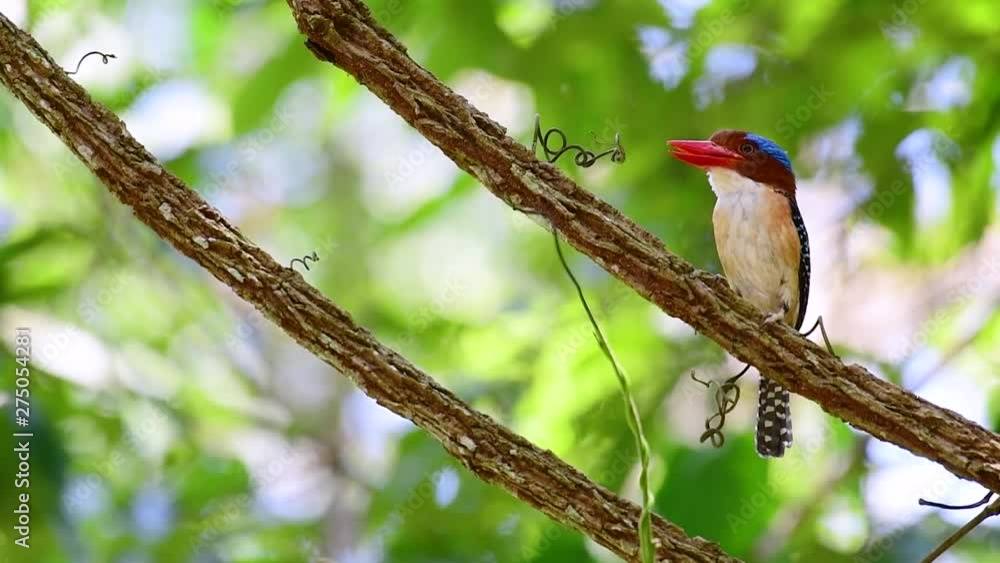 A tree kingfisher and one of the most beautiful birds found in Thailand within tropical rain-forests; the male is covered with blue feathers and the female golden-brown with band-like stripes. A tree kingfisher and one of the most beautiful birds found in Thailand within tropical rain-forests; the male is covered with blue feathers and the female golden-brown with band-like stripes.