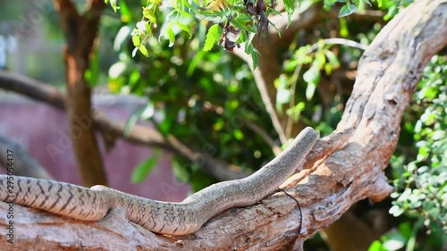 rat snake moving on tree closeup shot long wild photo