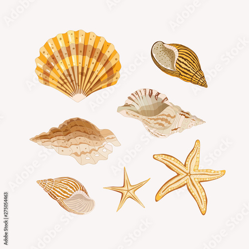 Set of seashells. Golden shells and starfishes on a light background. Vector illustration