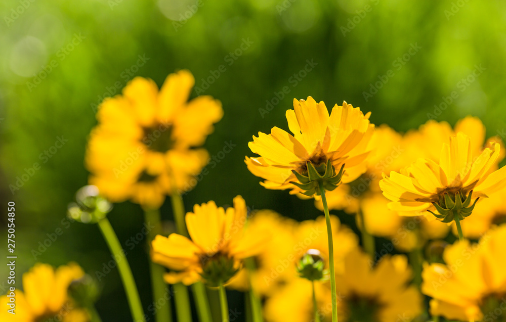 Outdoor spring, blooming yellow flower close-up, Coreopsis,Coreopsis drummondii Torr. et Gray Outdoor spring, blooming yellow flower close-up, Coreopsis,Coreopsis drummondii Torr. et Gray