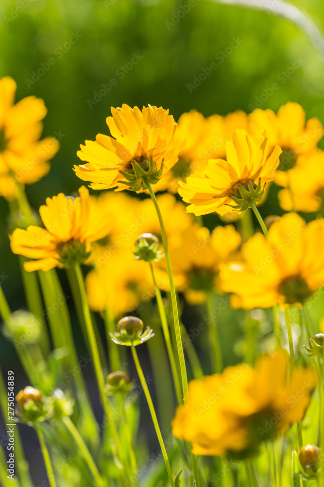 Fototapeta premium Outdoor spring, blooming yellow flower close-up, Coreopsis，Coreopsis drummondii Torr. et Gray